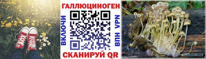 сколько стоит  МЕГА маркетплейс  Галлюциногенные грибы Cubensis  Подпорожье 